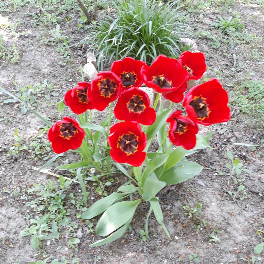 Sok virágú tulipán a kertemből - fiery club