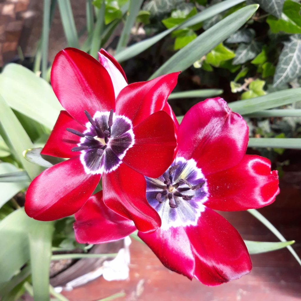 tulipán a kertemből Sok virágú tulipán a kertemből - fiery club